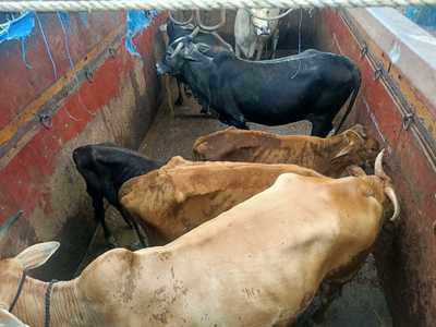 Maharashtra: 7 calves transported from Raigad to Deonar rescued before  slaughter | Mumbai News - Times of India