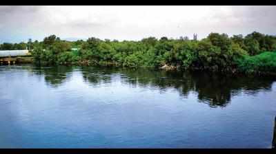 Mangrove transfer to forest department: Bombay HC seeks state’s reply
