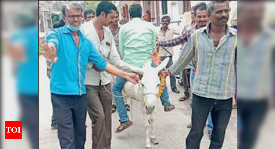 Backward ride on donkey for rain in Ratlam
