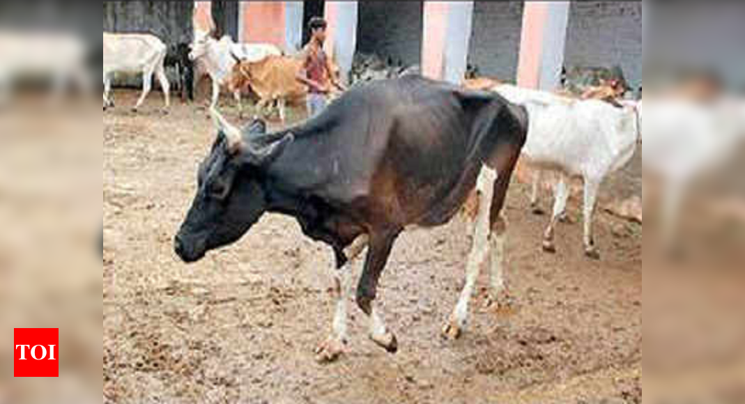 Chennai: Penalty for cattle menace to be cut