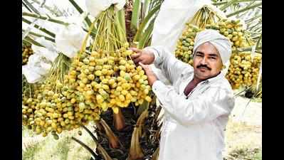 Date-to-riches stories inspire Banaskantha tillers
