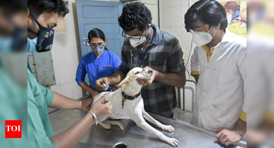 Kochiites’ pet love leads to rising demand Kochi News Times of India