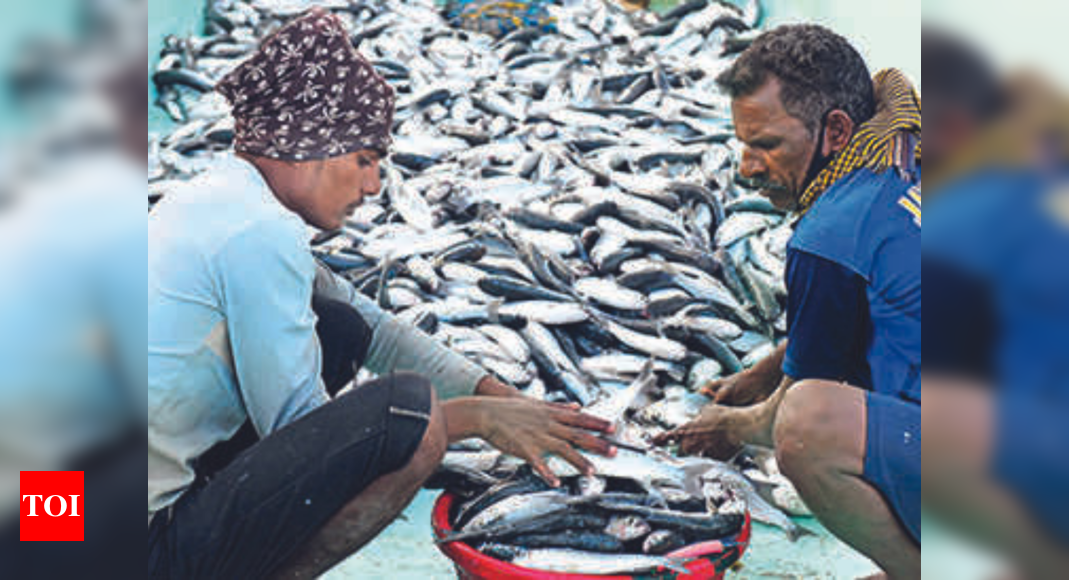 Fish arrival picks up at Kasimedu, prices still high