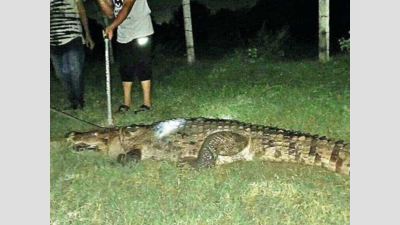 Eight-feet crocodile rescued from Dumad village in Gujarat
