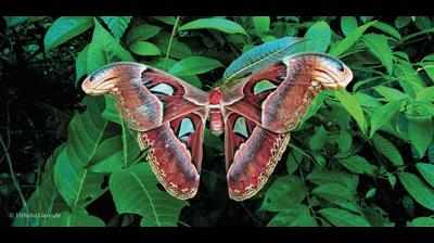 Goa: One of world’s biggest insects, Atlas moth, spotted at Caranzol