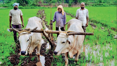 Telangana: Mulugu brothers buy bullocks, thanks to help from kind-hearted