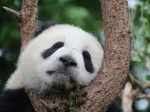 Giant Panda's have now been removed from the endangered list