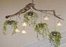 Vastu tips for placing plants and flowers in your home