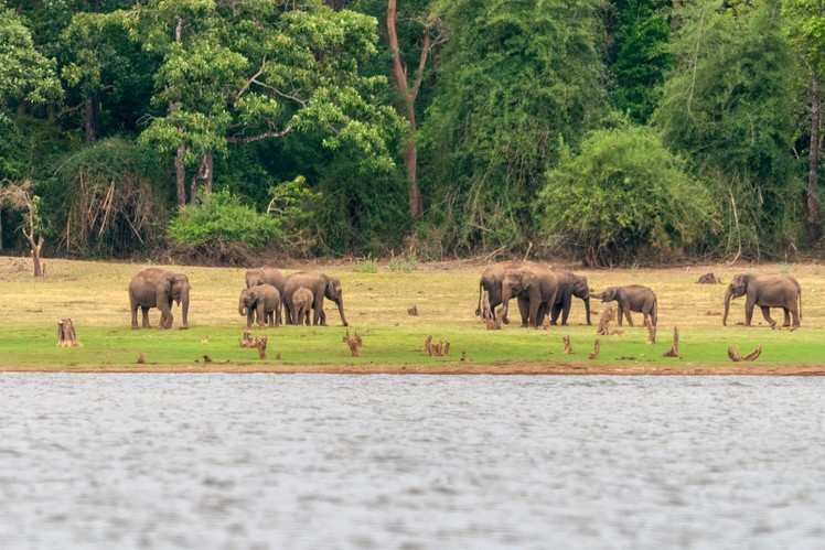 Karnataka: Five wildlife sanctuaries you should visit | Times of India ...