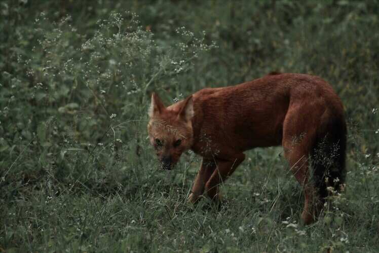 Arabithittu Wildlife Sanctuary, Mysuru