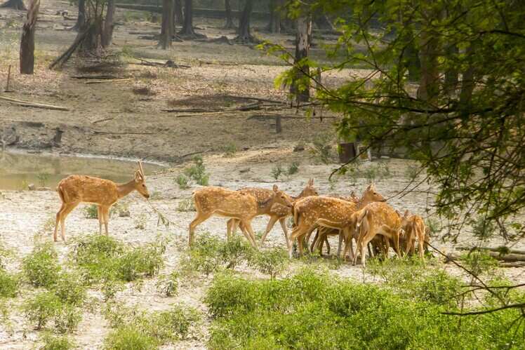 Bhadra Wildlife Sanctuary, Chikkamagaluru