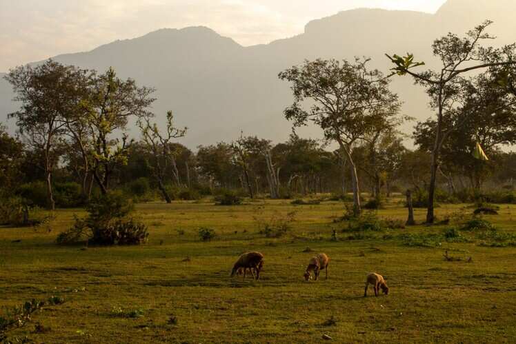 Bhimgad Wildlife Sanctuary, Belgaum