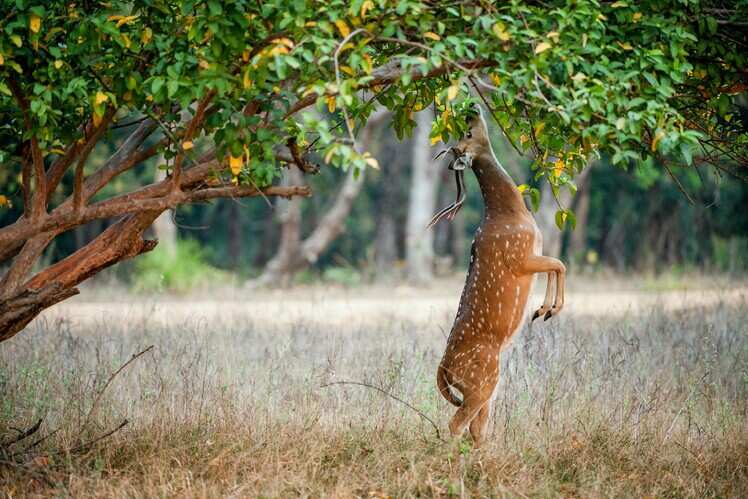 Cauvery Wildlife Sanctuary, Chamarajanagar