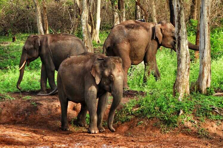 Mookambika Wildlife Sanctuary, Udupi