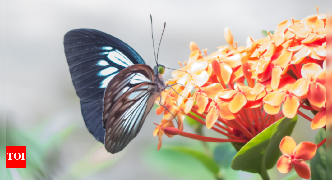 Karnataka couple records 84 butterfly species in their garden ...