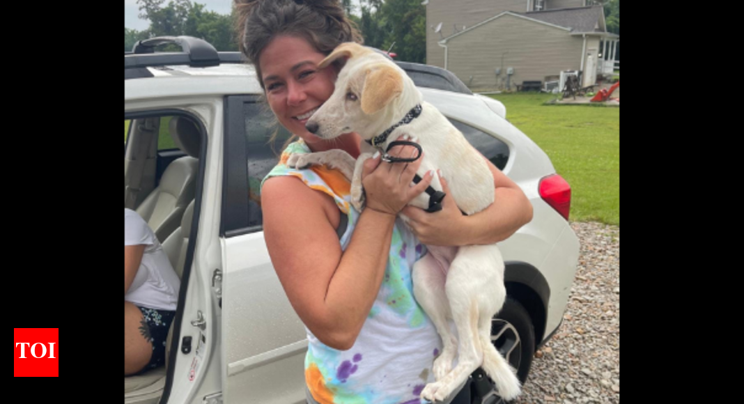 Sherry, blind stray dog from Jhansi, finds new home in US Kanpur News