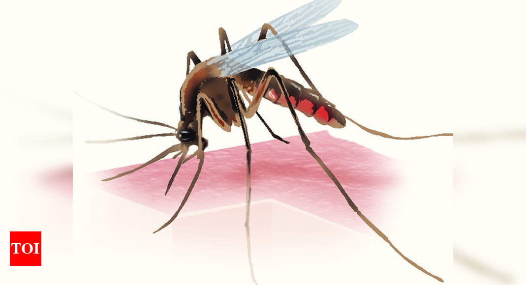 Chennai corporation to penalise mosquito-breeding sites