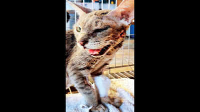Airgun pellet pulled out from cat in Ahmedabad