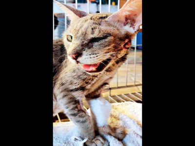 Airgun pellet pulled out from cat in Ahmedabad | Ahmedabad News - Times of  India
