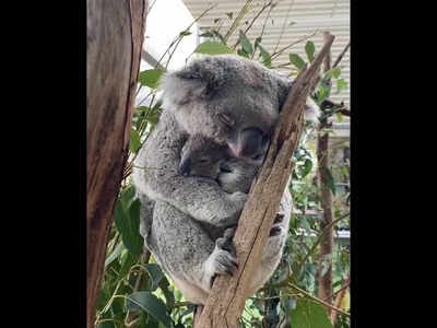 Adorable video of koala bear snuggling her baby goes viral - Times