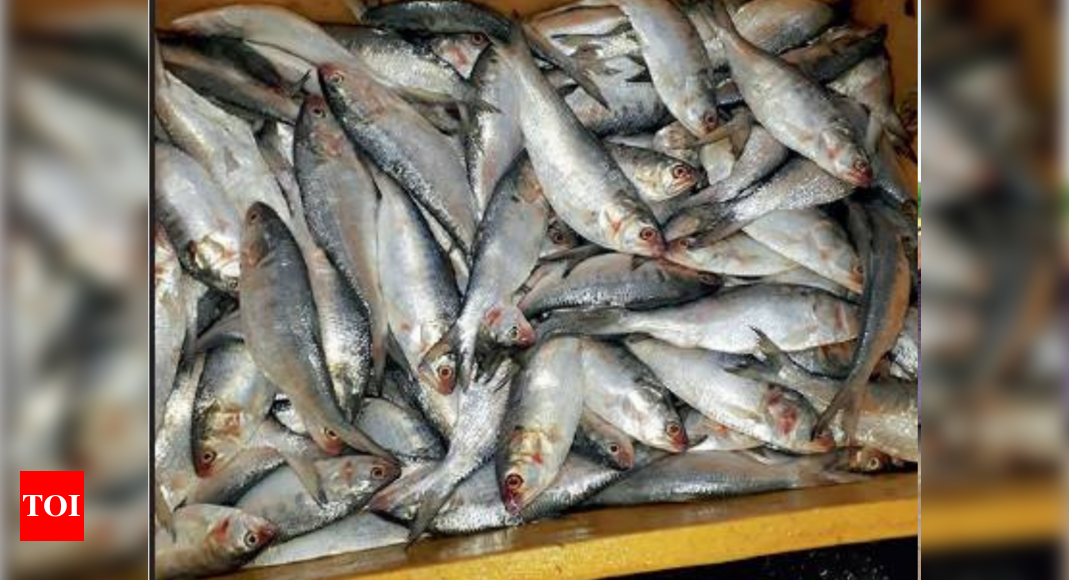 How spiralling fuel prices are stunting growth of hilsa