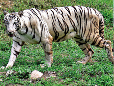 White tiger at Indore zoo after 5 years