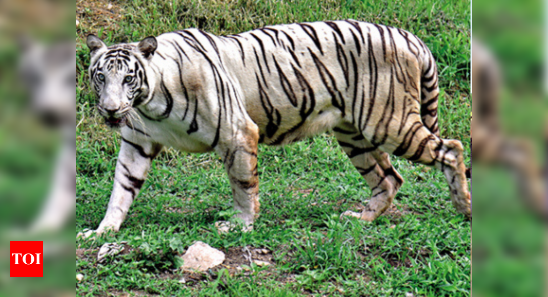 White tiger at Indore zoo after 5 years | Indore News - Times of India