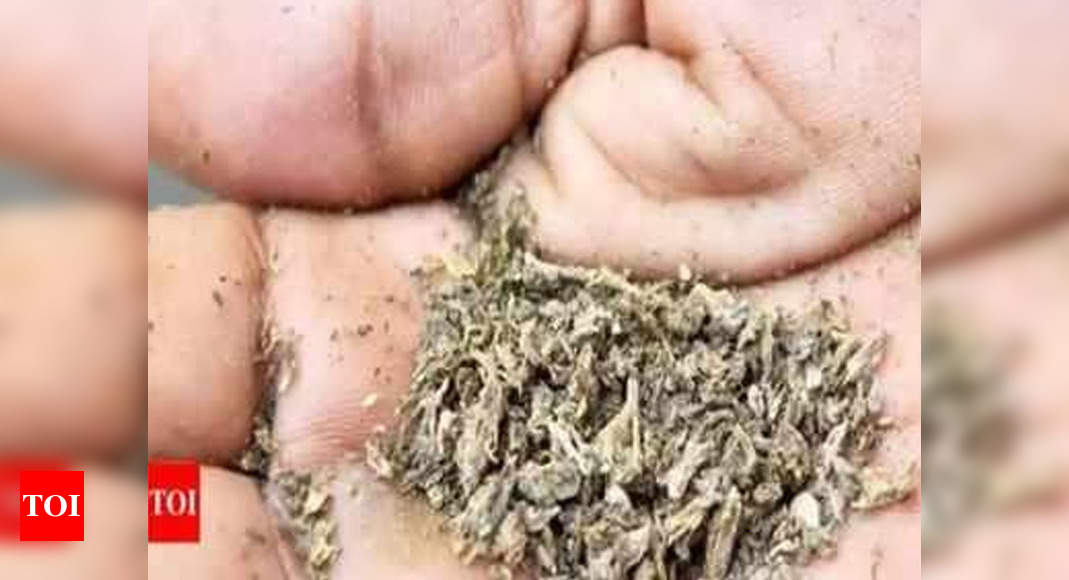 Goa: Duo arrested at Mandrem with ganja worth over Rs 2L