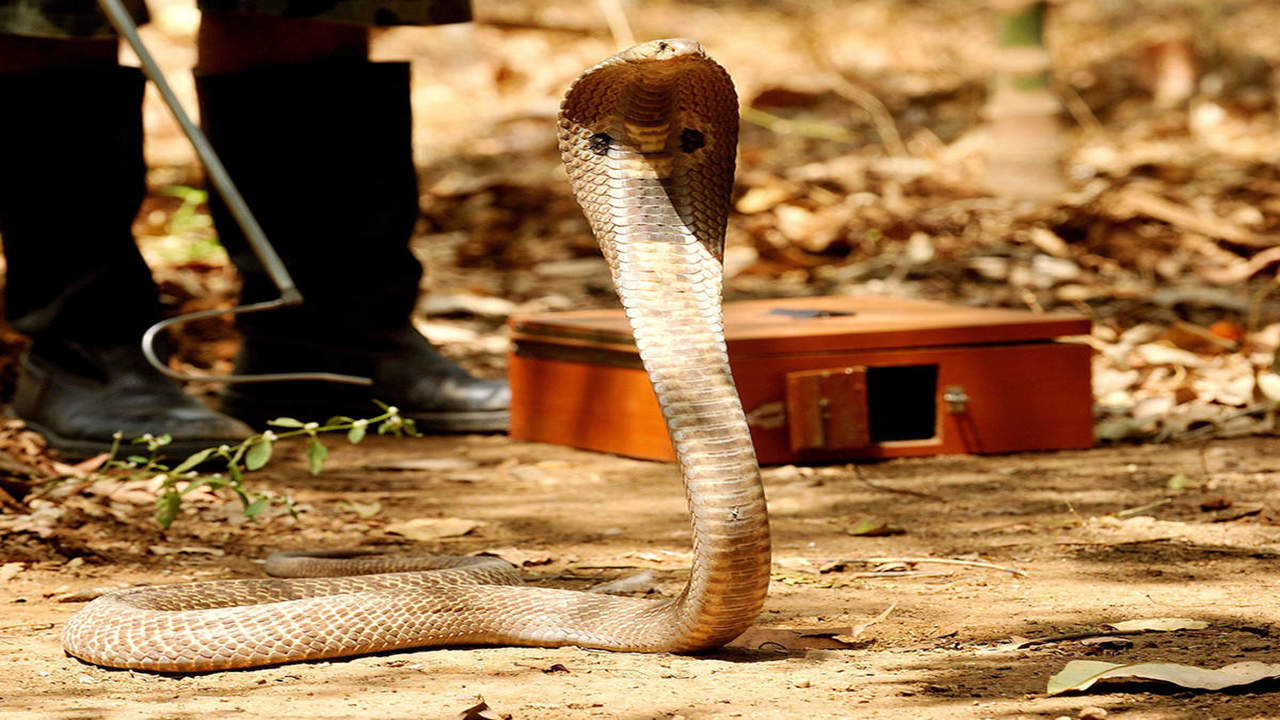 Cobra on the Hunt!  Snake City 