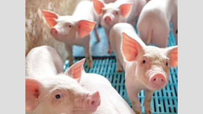 Nobody worships pig, says Assam BJP on pork ban call
