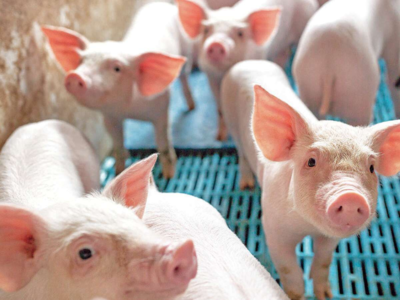 Nobody worships pig, says Assam BJP on pork ban call