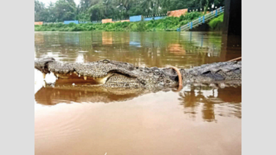 Goa: Nine feet-long crocodile rescued at Bicholim