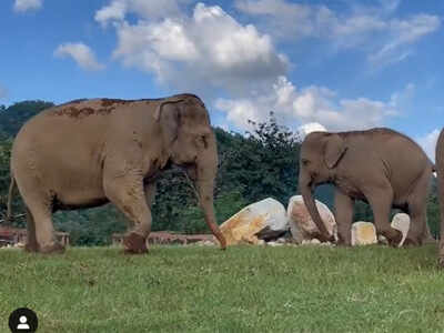 Elephant guides blind elephant to its food; internet says humans can learn a lot