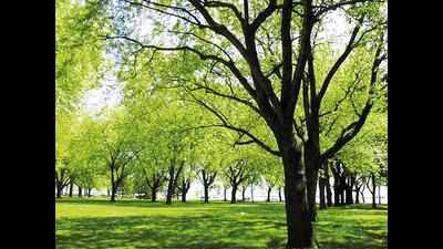 Mumbai: Tree experts in all wards to assess risk scientifically