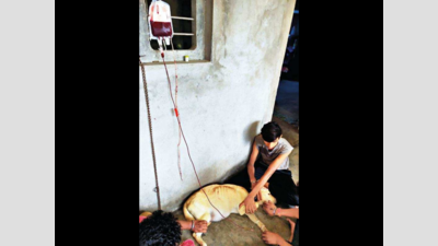 Gujarat: Veterinarians create history with canine blood transfusion in Aravalli