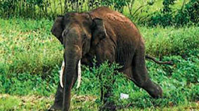 Coimbatore: Dip in incidents of elephants straying into human settlements, finds study