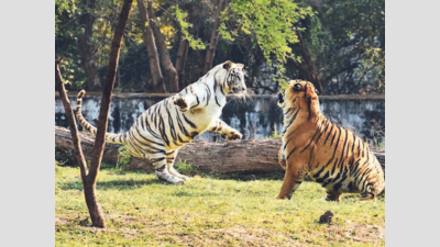 Chhatbir Zoo reopens for visitors from July 20