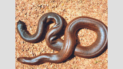 Andhra Pradesh: Four held for possession of red sand boa snakes in Guntur