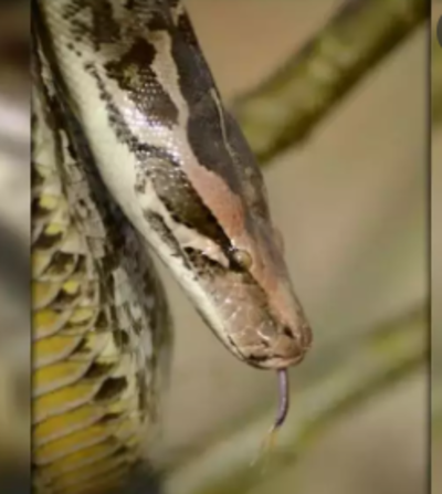 Delhi: NGO rescues 6-foot python, monitor lizard | Delhi News - Times ...