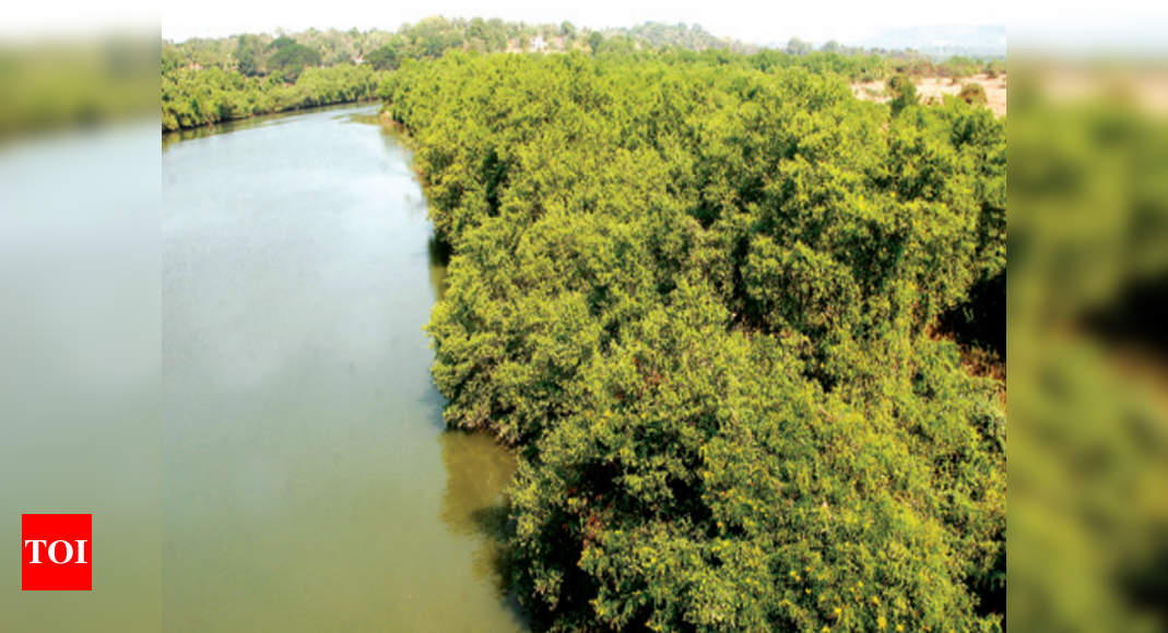 Goa’s mangroves have unique food and medicine, need management | Goa ...