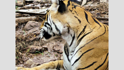 Rajasthan: Tigress Arrowhead hurt by porcupine quill out of danger