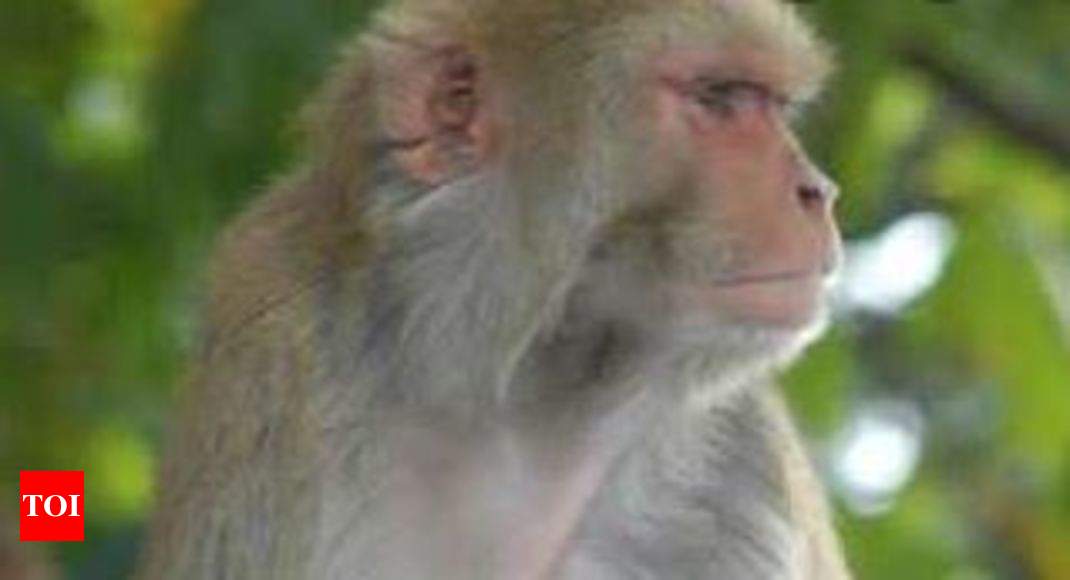 Monkey B virus transmission: First human infection case with
