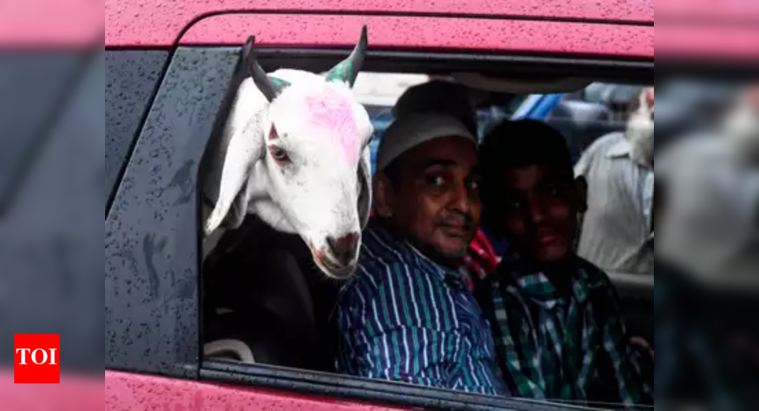 Financially hit by pandemic, many finding it hard to buy sacrificial animals for Eid | Ludhiana News - Vimarsana News