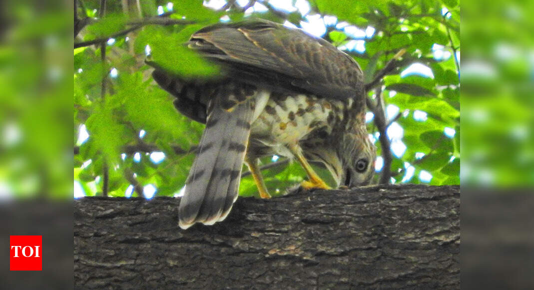 Delhi: As raptors find sanctuary at Asola, Shikra numbers double in 4 ...