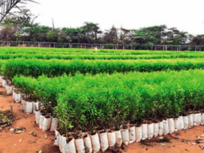 Marayoor Residents Help Nation Increase Its Sandalwood Wealth Kochi News Times Of India