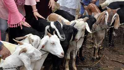 Mumbai: On Bakrid, some will help poor instead of sacrificing animals
