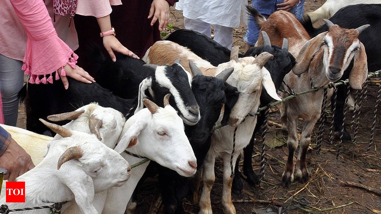 Mumbai: On Bakrid, some will help poor instead of sacrificing animals |  Mumbai News - Times of India