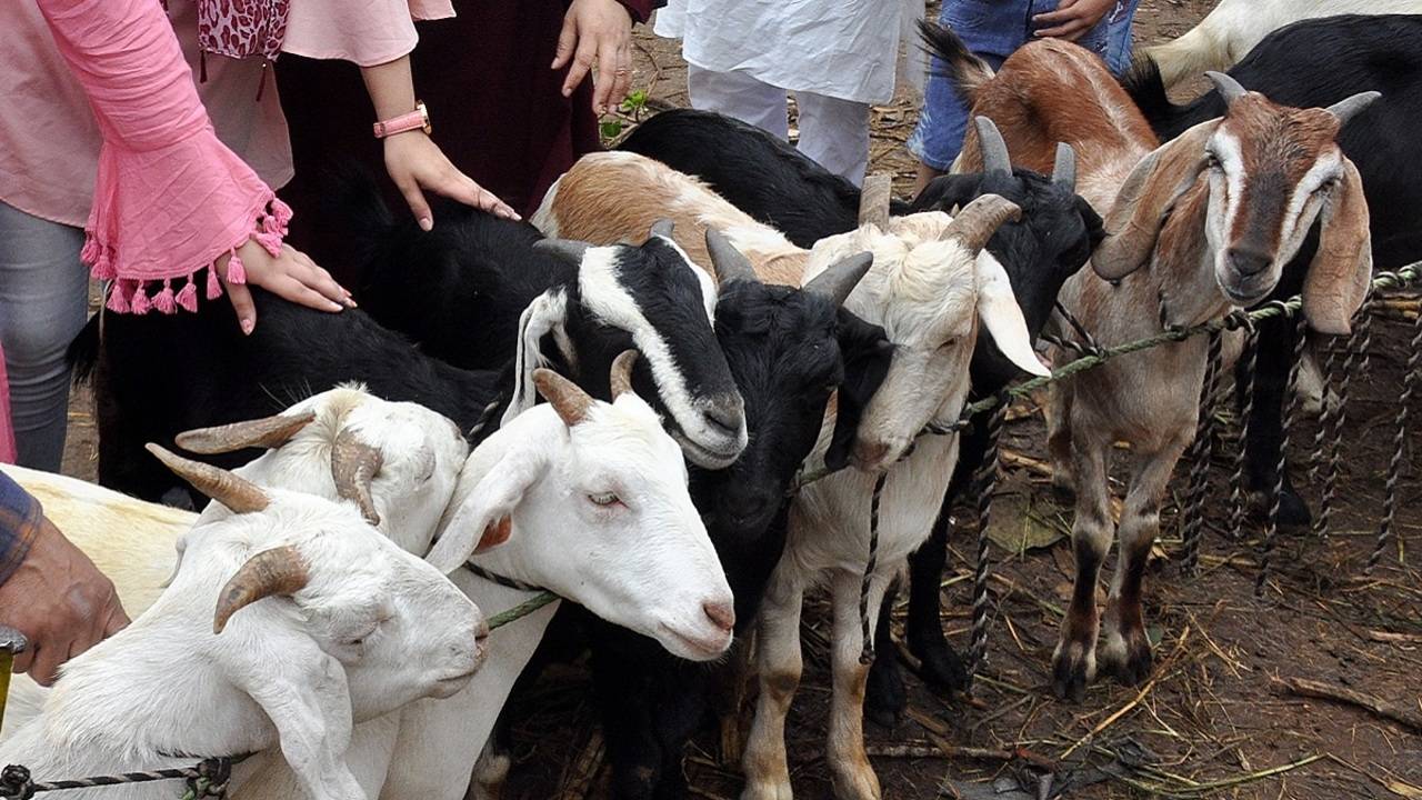 Mumbai: On Bakrid, some will help poor instead of sacrificing animals |  Mumbai News - Times of India