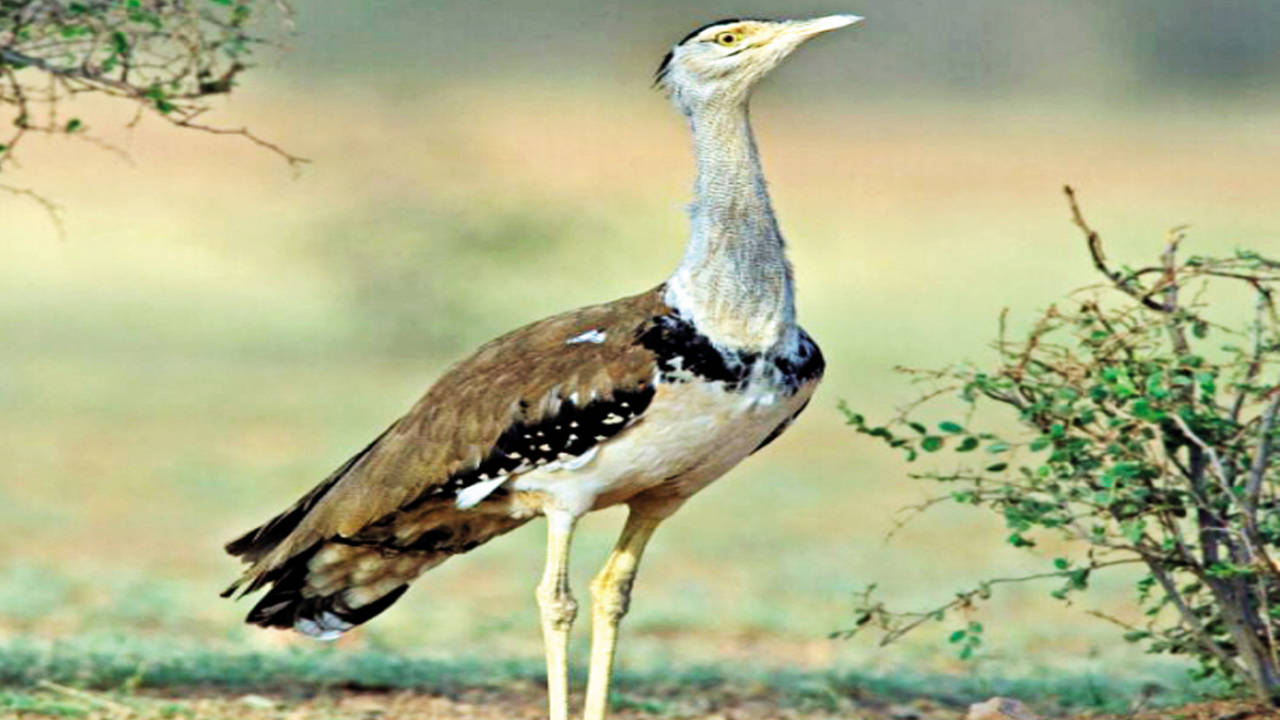 Two new 'shy' spider species found, named after Great Indian Bustard