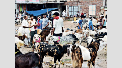Rajasthan: Lull goat market ahead of Bakra Eid